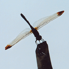 絽に似た蜻蛉の羽